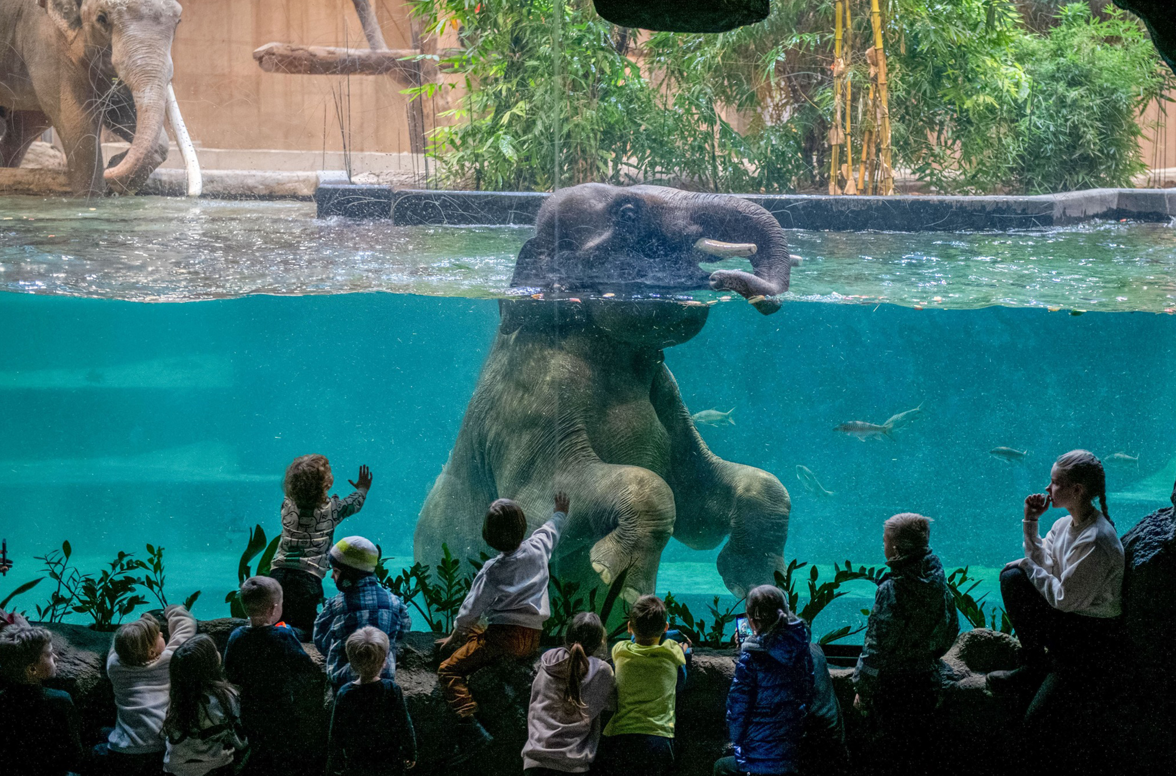 Miejski Ogród Zoologiczny Łódź - Więcej